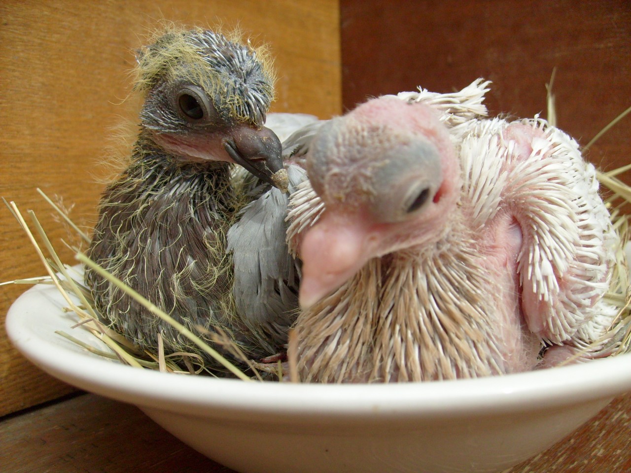 Почему жители городов никогда не видят птенцов голубей? | STENA.ee