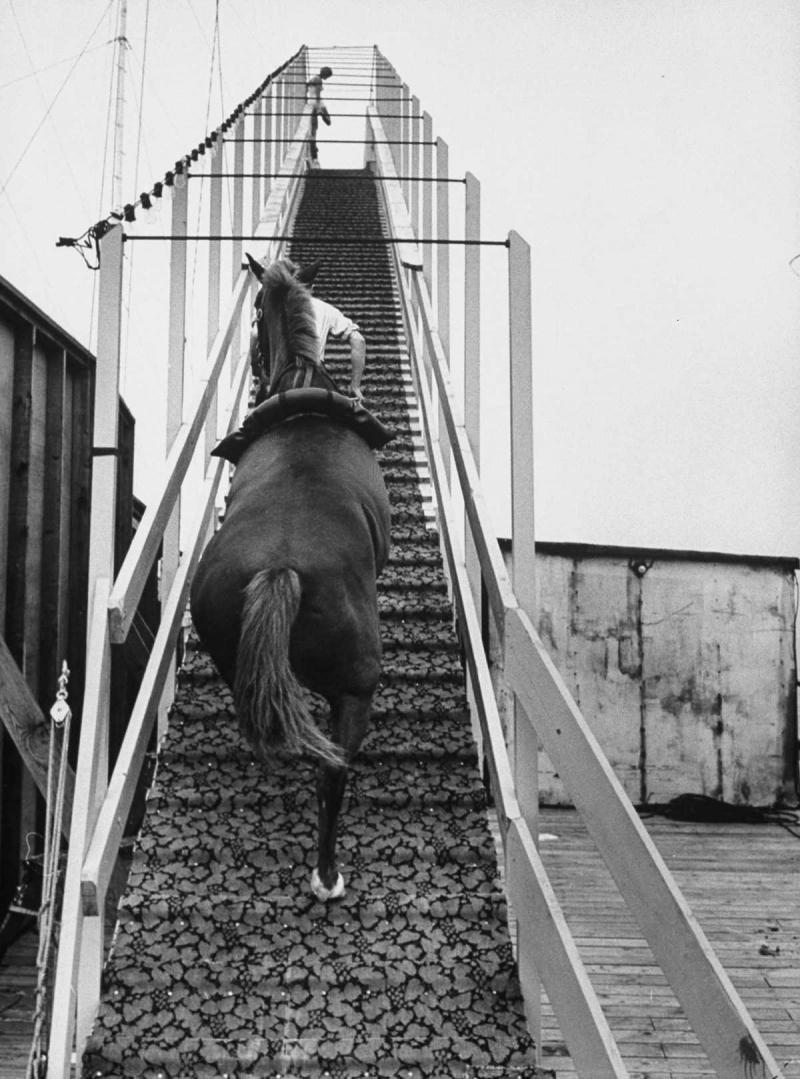 Лошадиный дайвинг — прыжки в воду на лошади с 18-метровой высоты