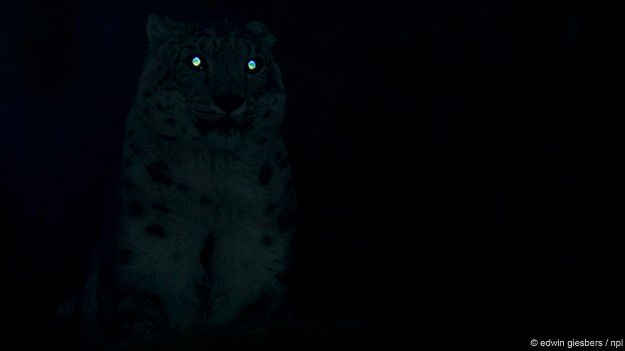 Глаза большой кошки горят в темноте