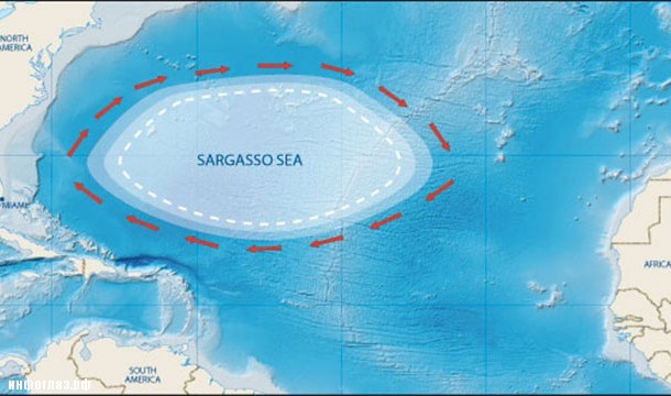 Игры раскраски море - Каракатица