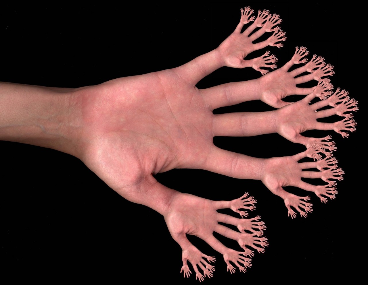 Почему у человека пять пальцев, а не, скажем, четыре или шесть?
