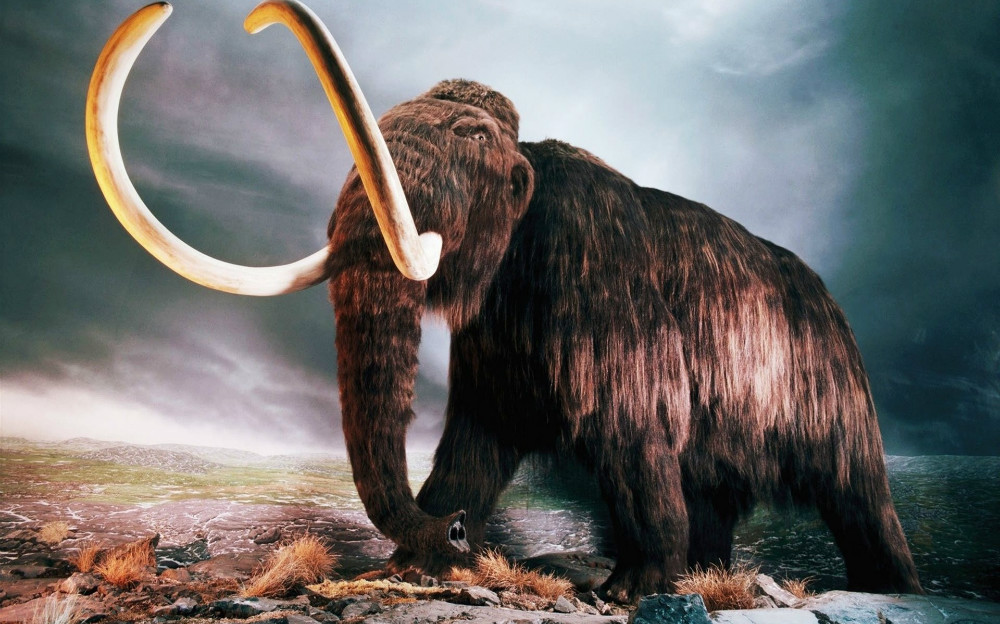 10. Мамонт (Сибирь). динозавры, доисторические животные, животные, история