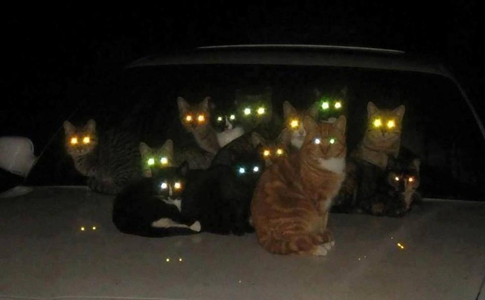Кошки видят в темноте, как днем?: masterok — LiveJournal