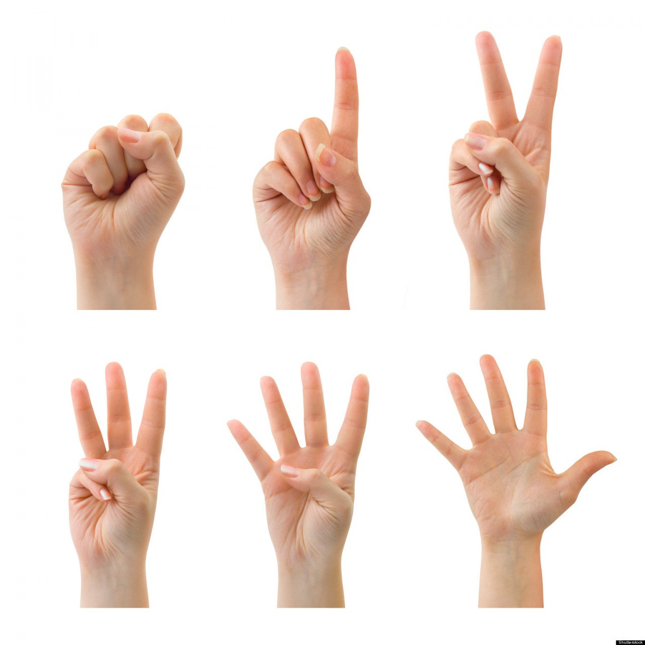 Почему у человека пять пальцев? | STENA.ee