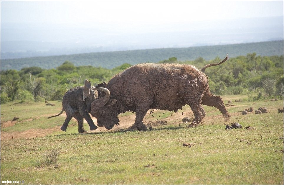 Слоненок и буйвол