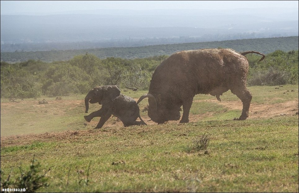 Слоненок и буйвол