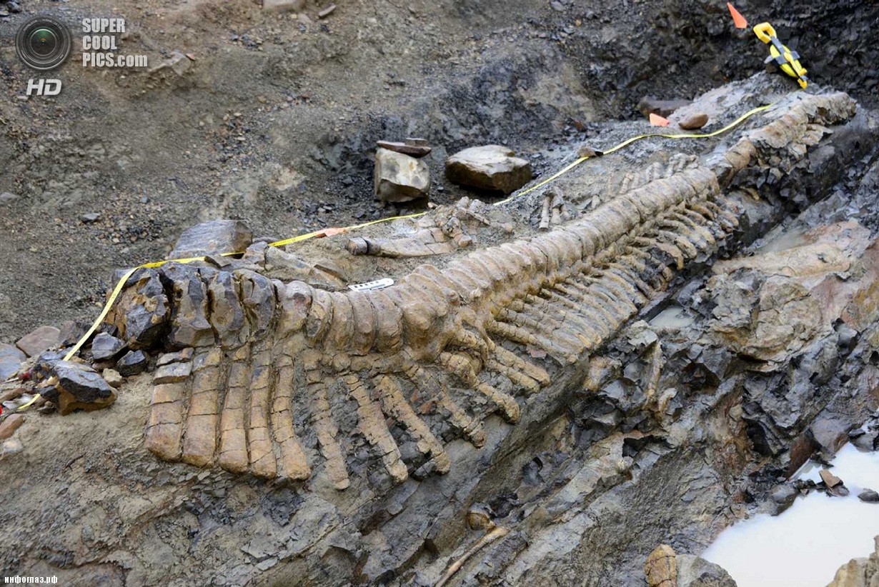 Мексика. Хенераль-Сепеда, Коауила. 22 июля. Хвост динозавра, найденный палеонтологами. (REUTERS/INAH/Handout)