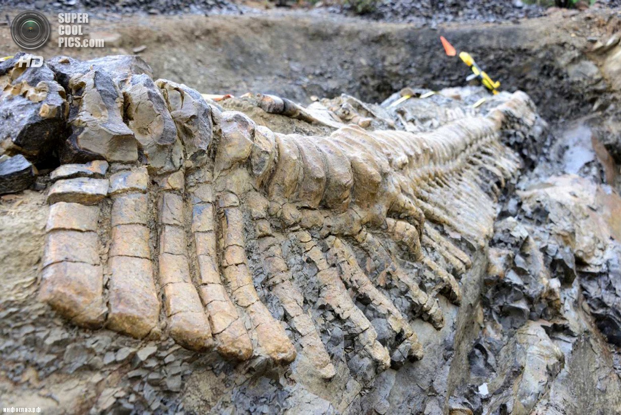 Мексика. Хенераль-Сепеда, Коауила. 22 июля. Хвост динозавра, найденный палеонтологами. (REUTERS/INAH/Handout)