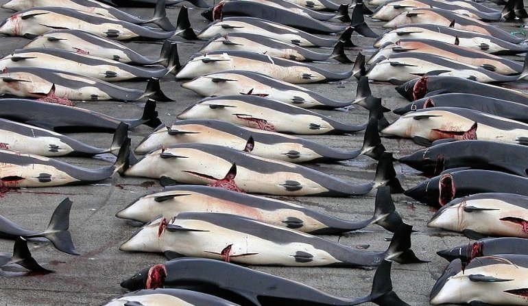 Жестокая охота на дельфинов в Тайдзи