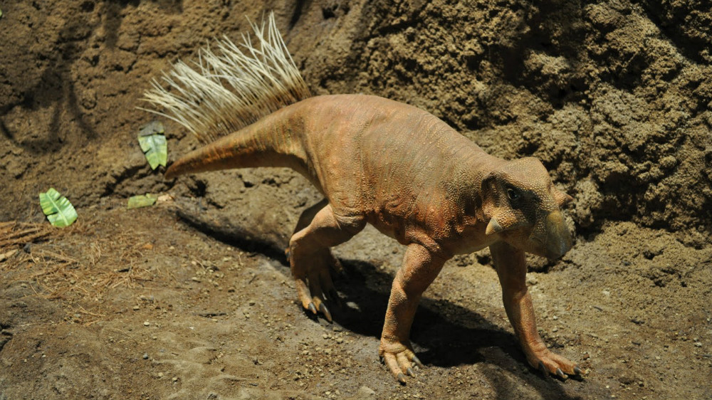 3. Пситтакозавр (Кемеровская область). динозавры, доисторические животные, животные, история