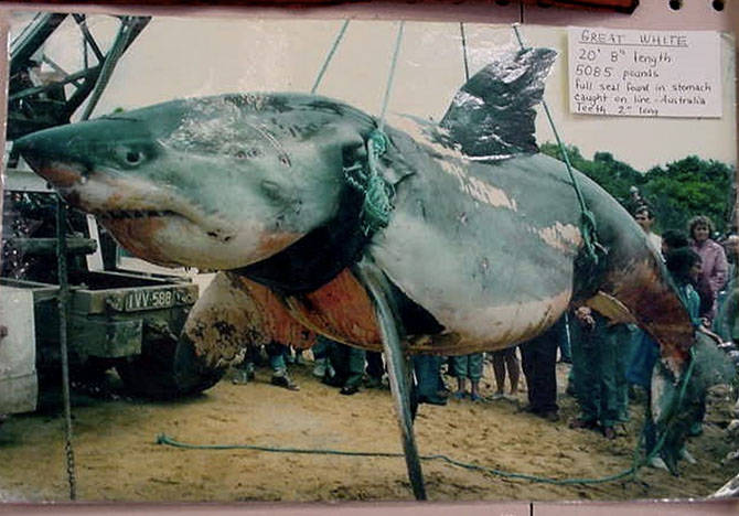 Самые большие когда-либо пойманные акулы