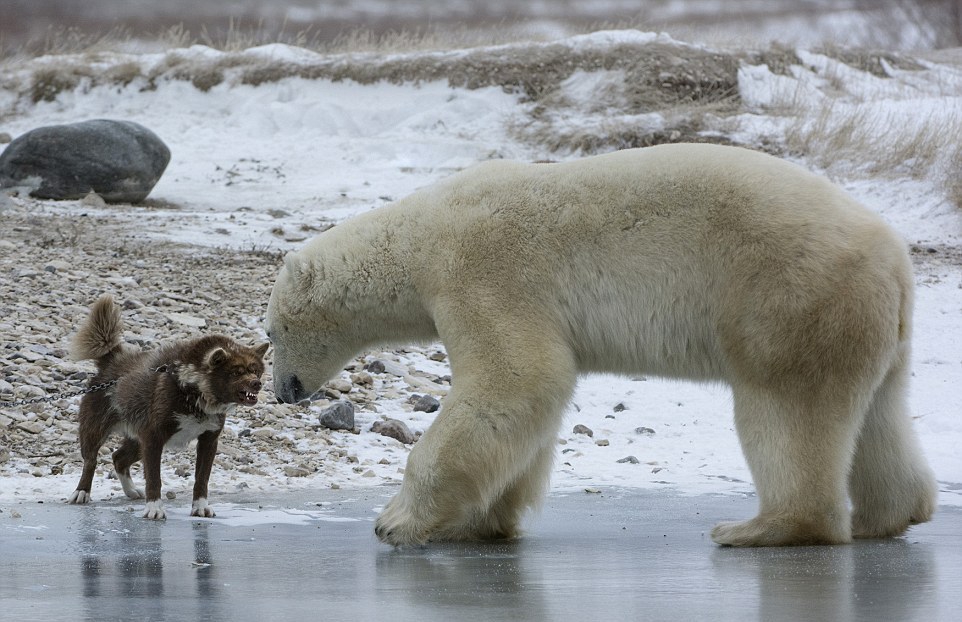 Сторожевой пес против белого медведя