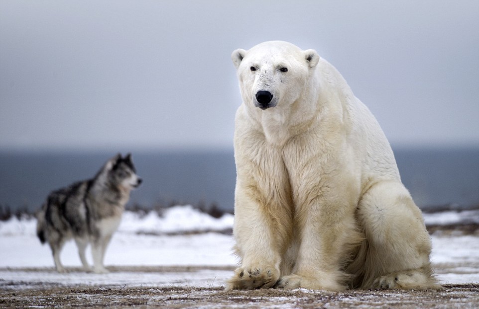 Сторожевой пес против белого медведя