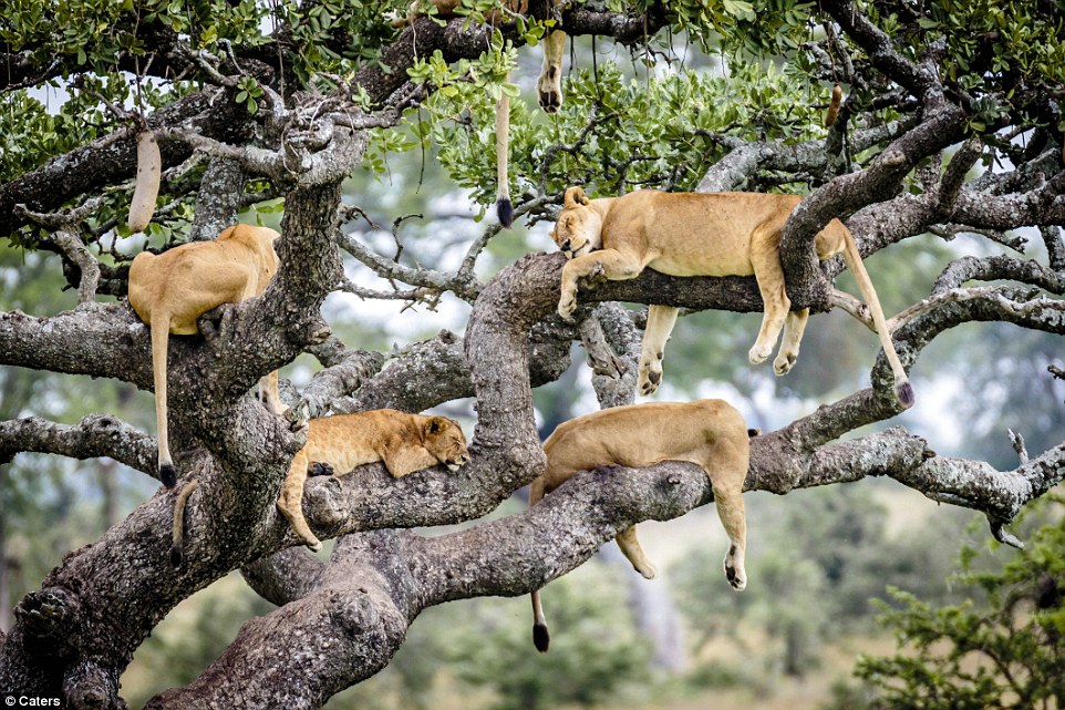 Дерево львов или как «царям зверей» пришлось прятаться от мух