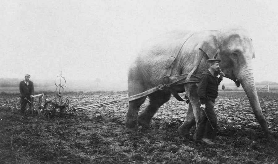 В Европе во время войн слоны заменяли лошадей