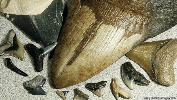Зубы мегалодона и современной акулы