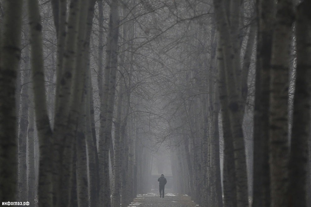 Туманный лес в Пекине