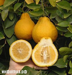 Citrus natsudaidai sour orange hybrid