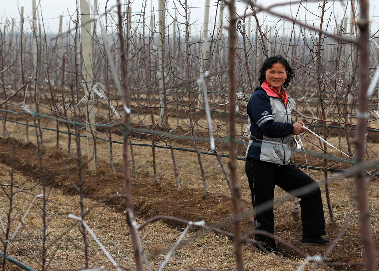 Женщина работает на фабрике по производству фруктовых соков Daedonggang Fruit Farm на окраине Пхеньяна. девушки, профессия, северная корея