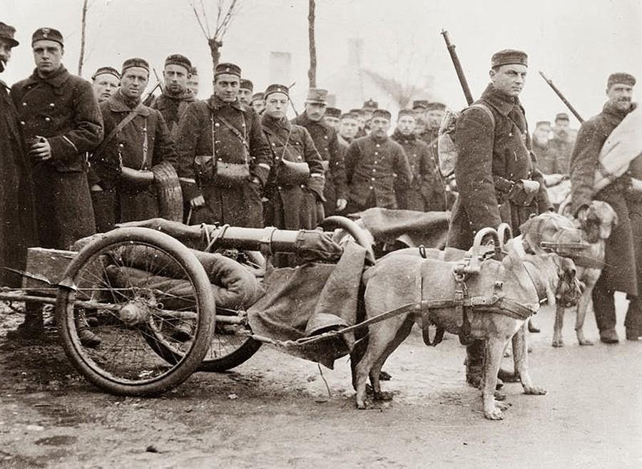 Бельгийские солдаты и их собаки, запряженные в пушки, по пути на Западный фронт. 1914 год.