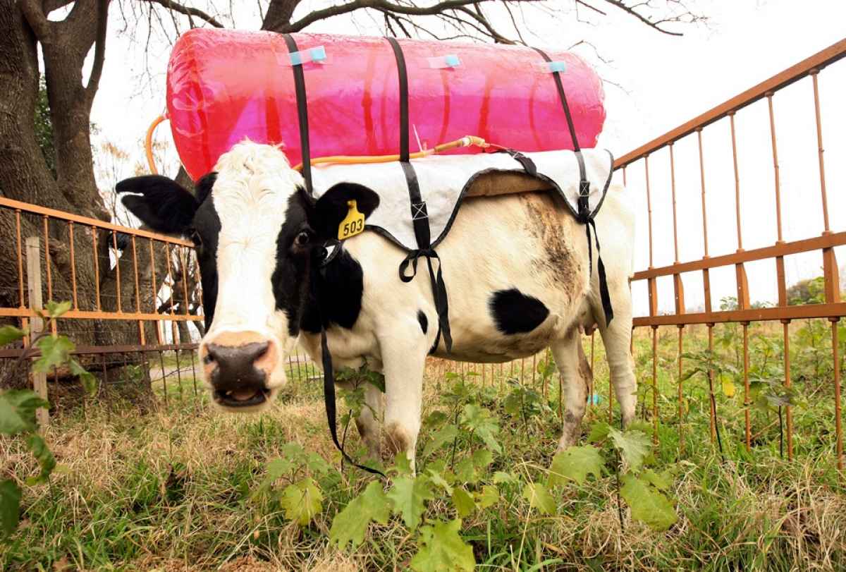 cow-methane-backpack.jpg