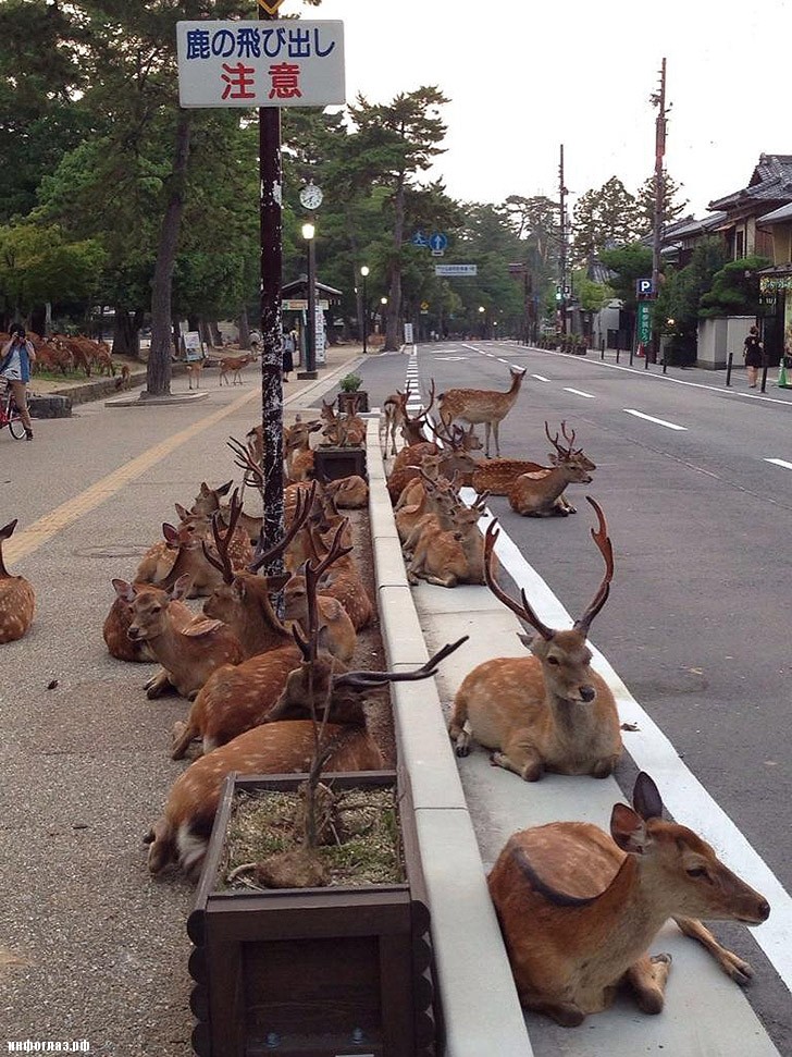 deers02 Тысячи оленей наводняют улицы японского города