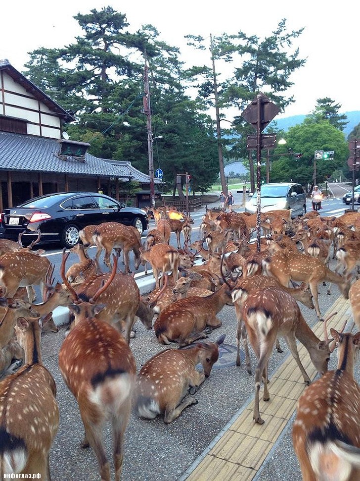deers03 Тысячи оленей наводняют улицы японского города
