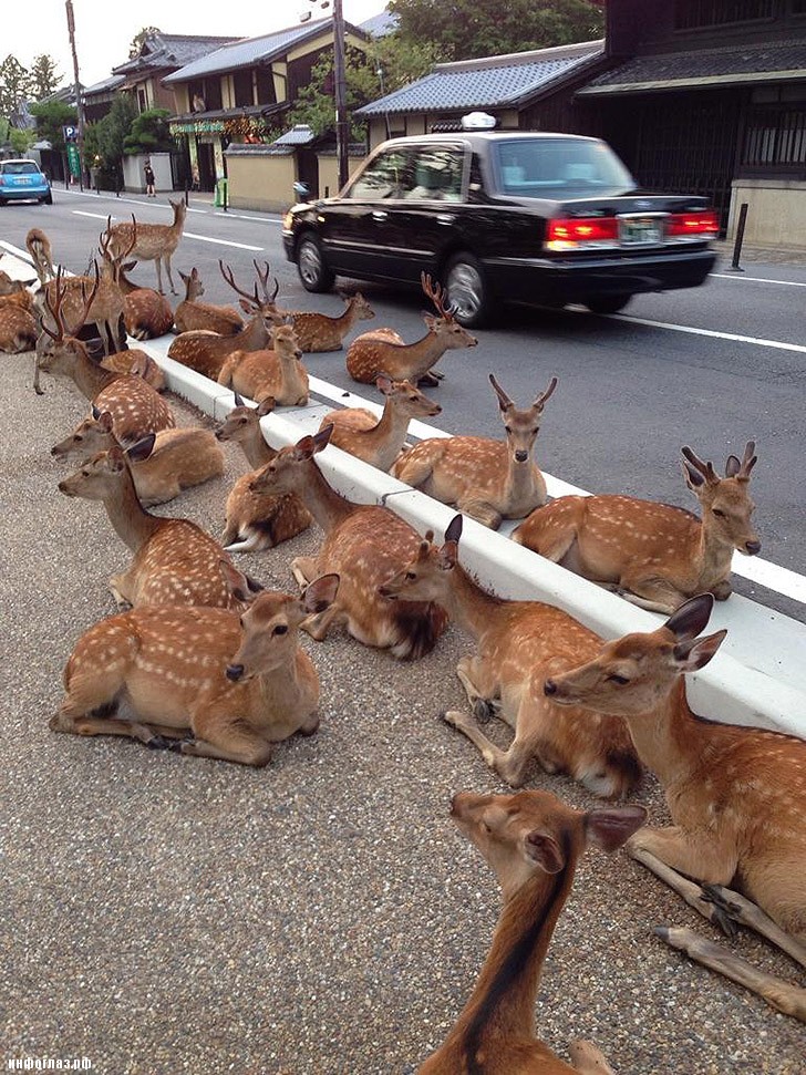 deers04 Тысячи оленей наводняют улицы японского города