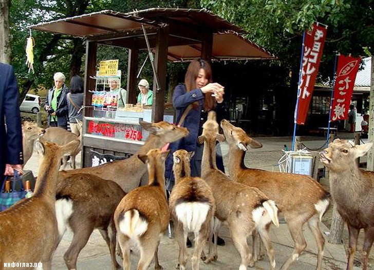 deers05 Тысячи оленей наводняют улицы японского города