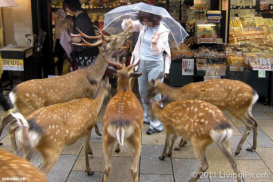 deers06 Тысячи оленей наводняют улицы японского города