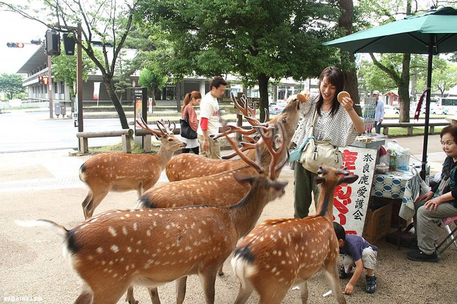 deers07 Тысячи оленей наводняют улицы японского города