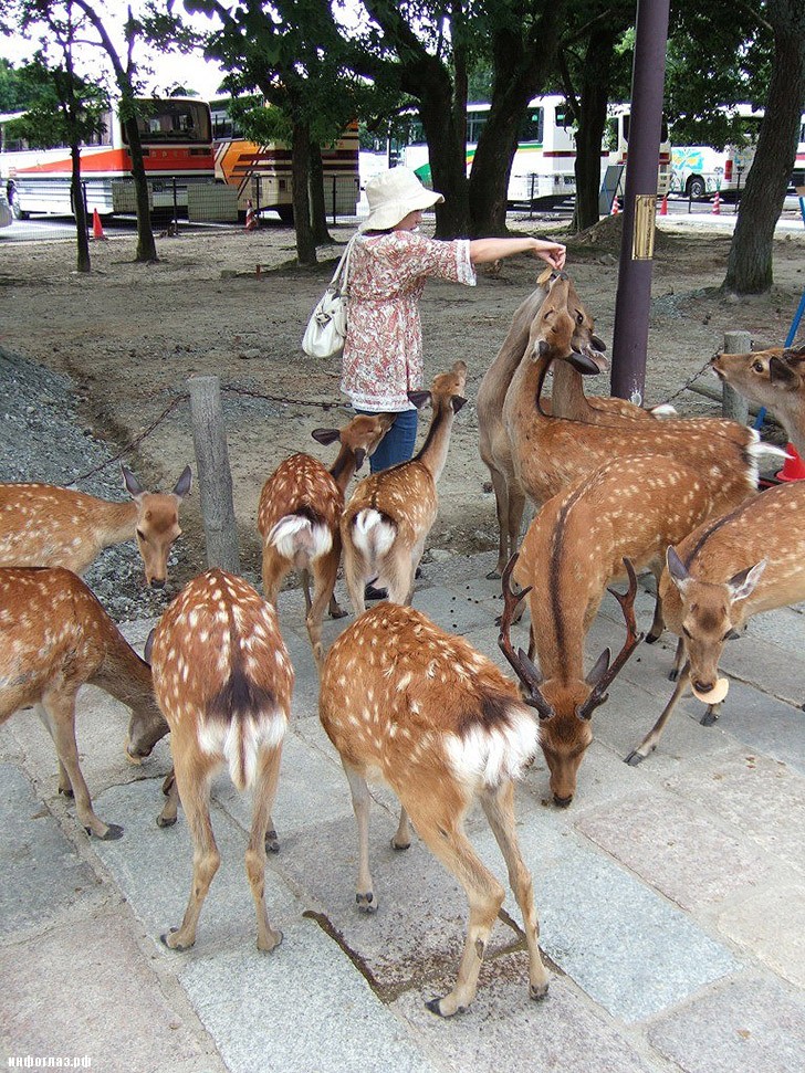 deers08 Тысячи оленей наводняют улицы японского города