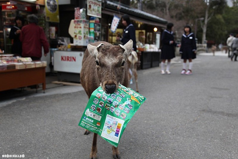 deers09 Тысячи оленей наводняют улицы японского города