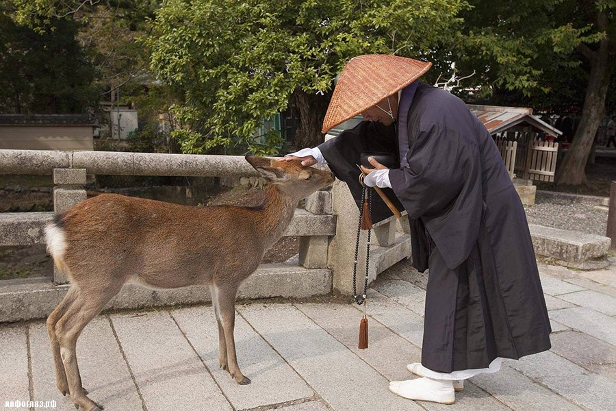 deers11 Тысячи оленей наводняют улицы японского города