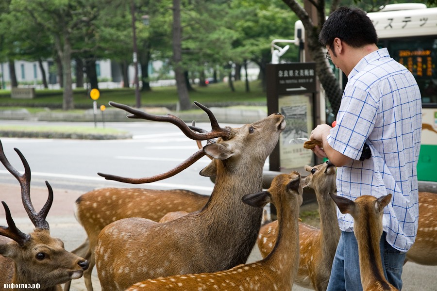 deers12 Тысячи оленей наводняют улицы японского города