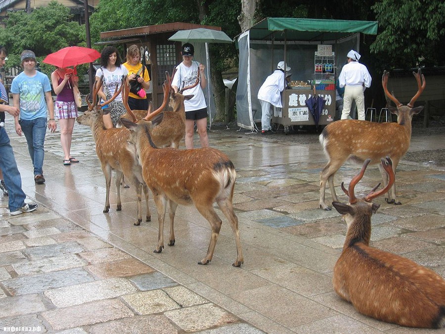 deers13 Тысячи оленей наводняют улицы японского города