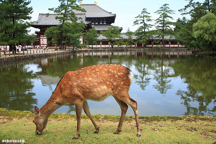 deers21 Тысячи оленей наводняют улицы японского города