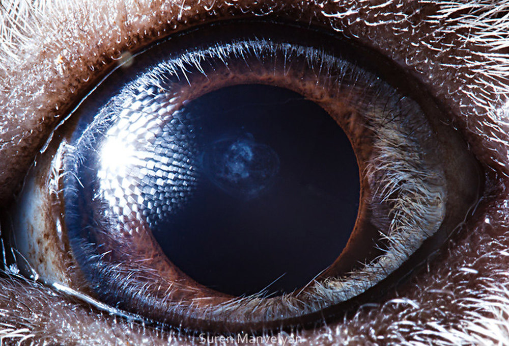 глаза животных