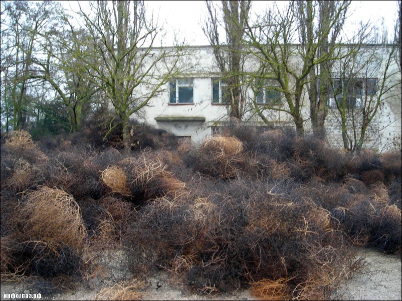 Поселок в Крыму завалило перекати-поле