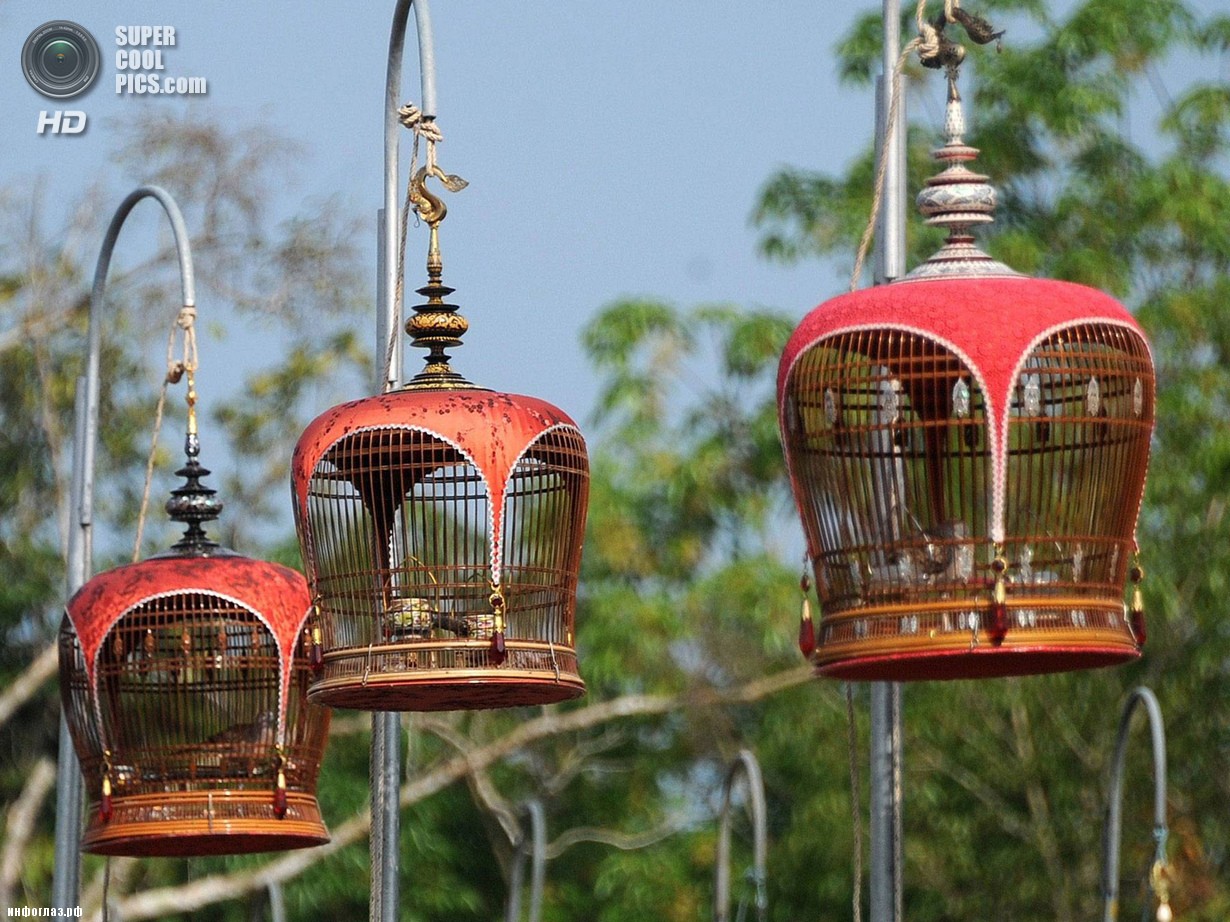 Таиланд. Русо, Наратхиват. 23 марта. На ежегодном традиционном конкурсе птичьего пения. (Madaree Tohlala/AFP/Getty Images)