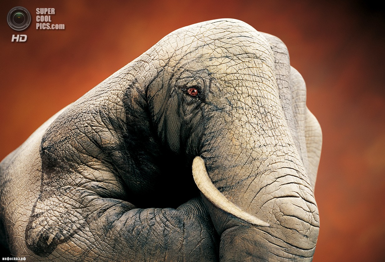 Африканский слон. (Guido Daniele)