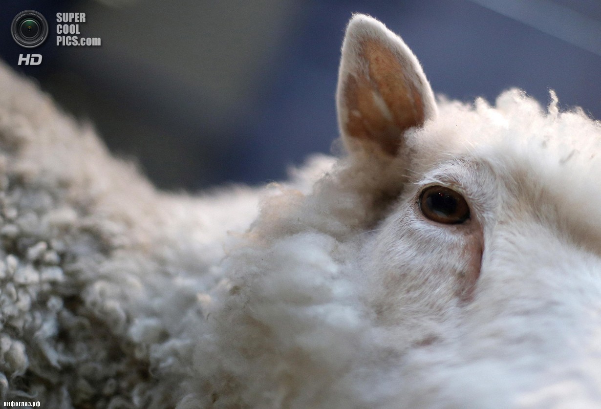 Овца Долли  — первое клонированное млекопитающее животное. (REUTERS/Suzanne Plunkett)