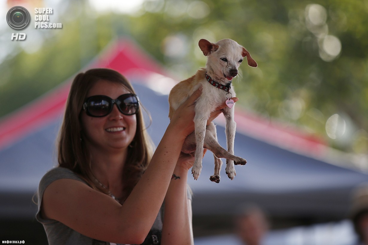 США. Петалума, Калифорния. 20 июня. Чихуахуа Эдди во время конкурса «Самая уродливая собака в мире 2014». (REUTERS/Stephen Lam)