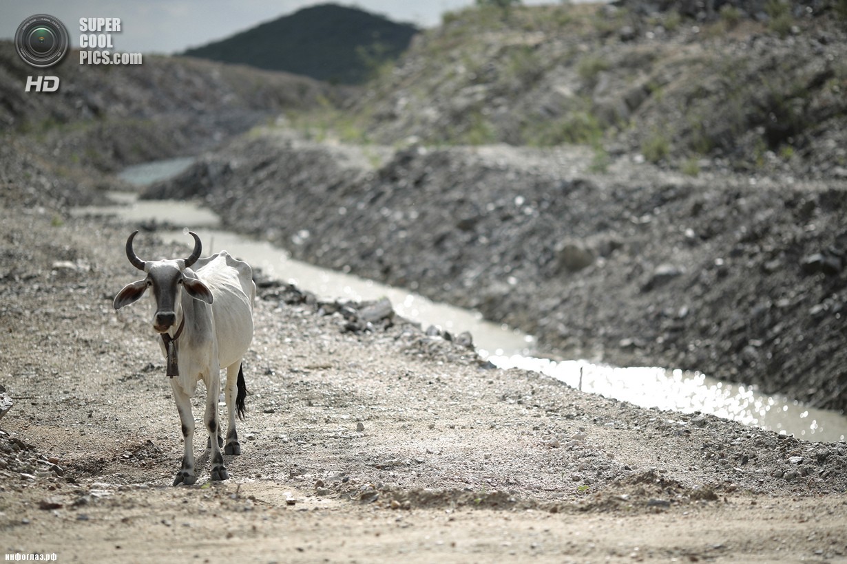 Бразилия. Кустодия, Пернамбуку. 25 января. Тощая корова у недостроенного канала. (REUTERS/Ueslei Marcelino)