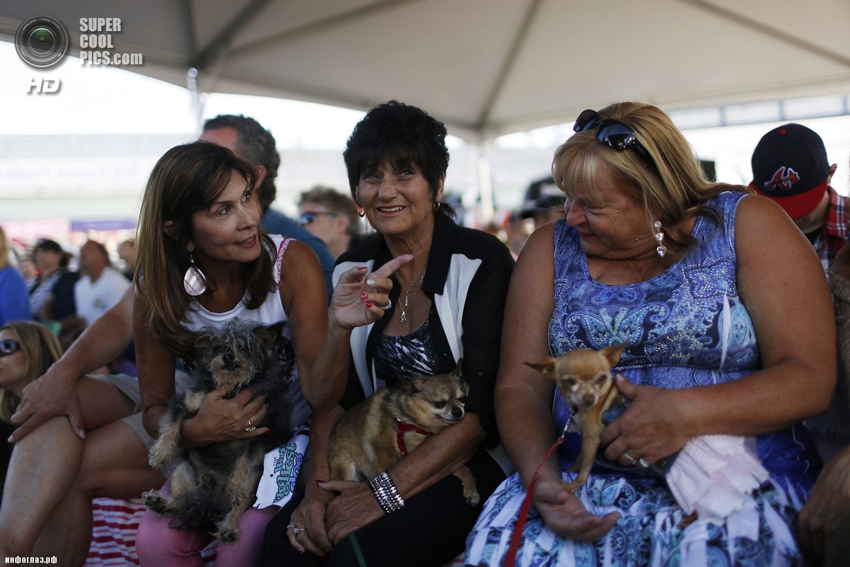 США. Петалума, Калифорния. 20 июня. Участники конкурса «Самая уродливая собака в мире 2014». (REUTERS/Stephen Lam)