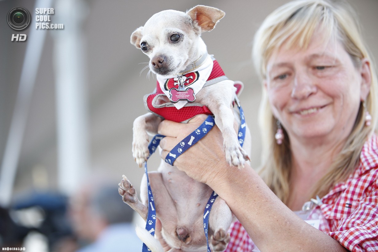 США. Петалума, Калифорния. 20 июня. Во время конкурса «Самая уродливая собака в мире 2014». (REUTERS/Stephen Lam)