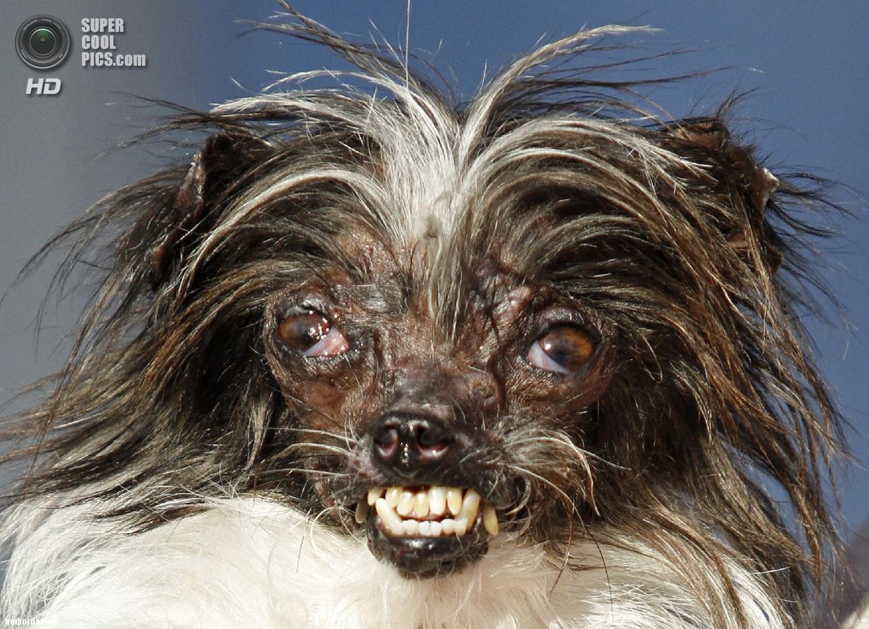США. Петалума, Калифорния. 20 июня. Пёс  по кличке Арахис — победитель конкурса «Самая уродливая собака в мире 2014». (AP Photo/George Nikitin)