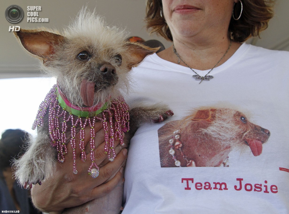 США. Петалума, Калифорния. 20 июня. Китайская хохлатая по кличке Джози во время конкурса «Самая уродливая собака в мире 2014». (AP Photo/George Nikitin)
