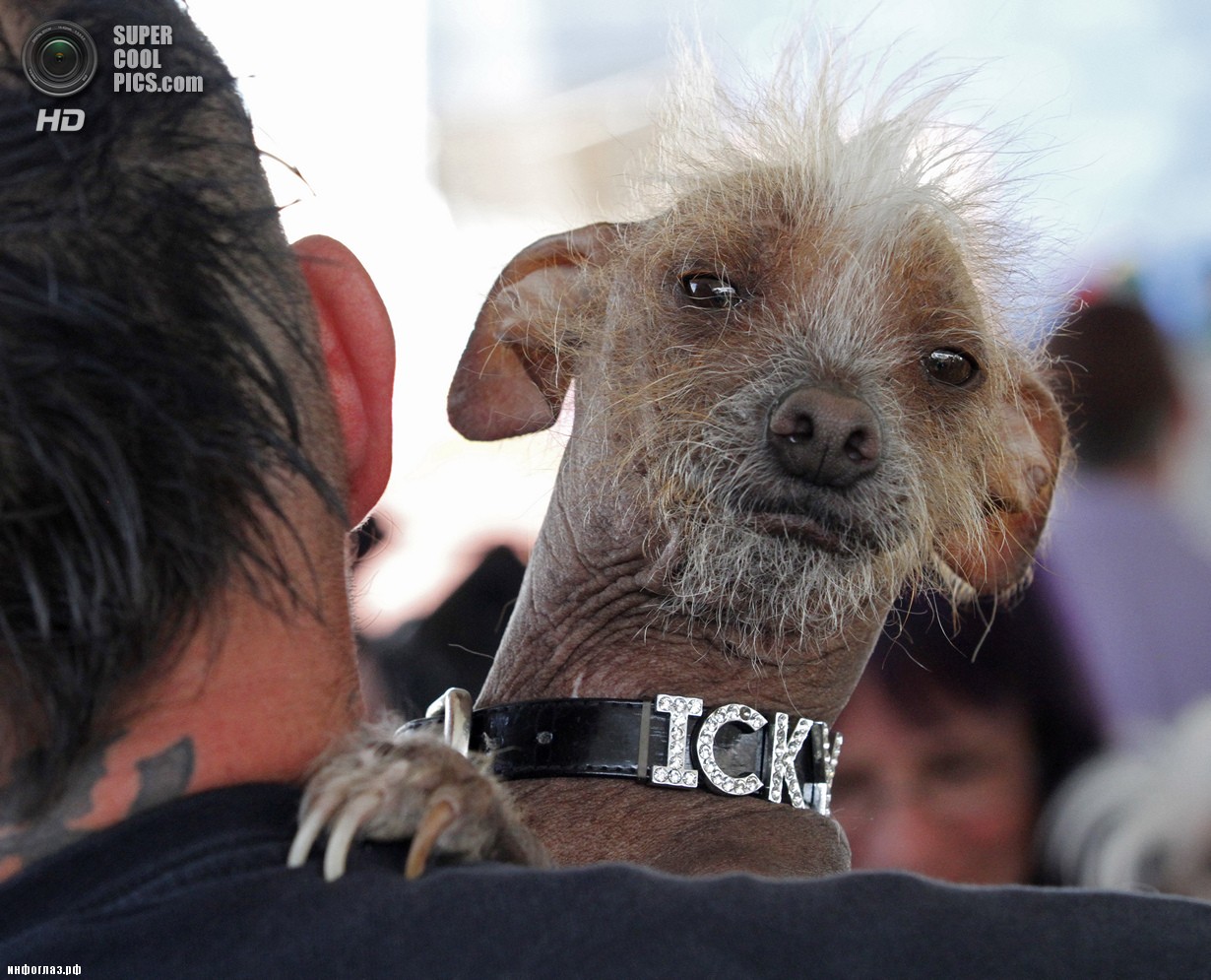 США. Петалума, Калифорния. 20 июня. Китайская хохлатая по кличке Ики во время конкурса «Самая уродливая собака в мире 2014». (AP Photo/George Nikitin)