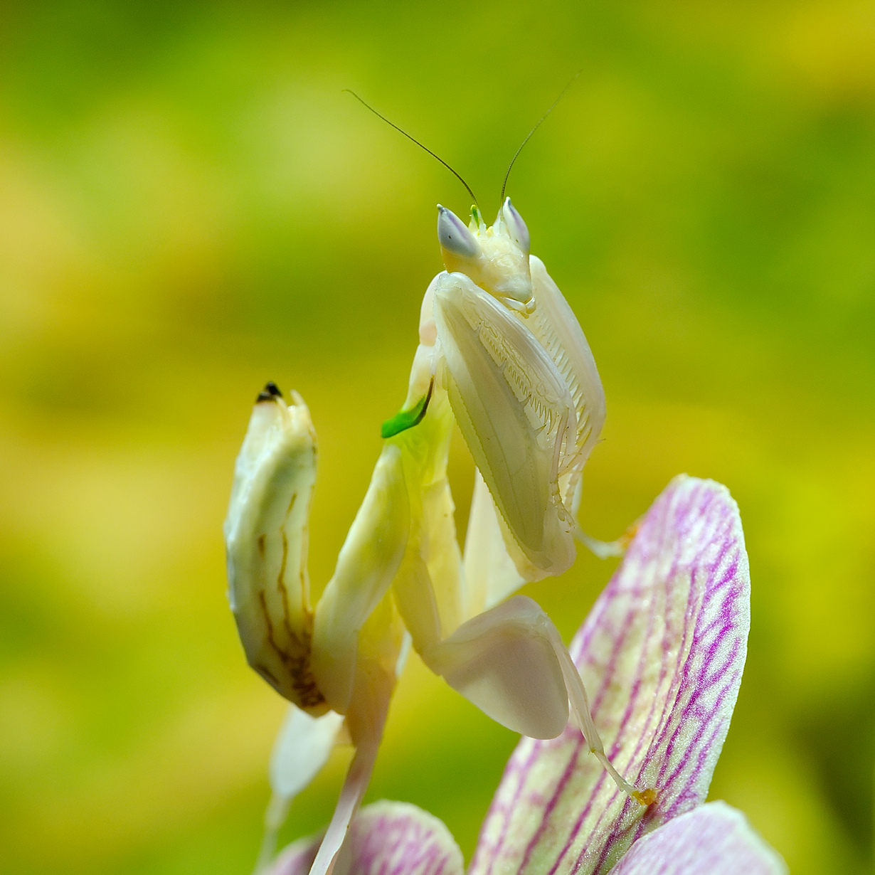 Орхидейный богомол способен менять окрас с белого на розовый. (Luc Viatou)